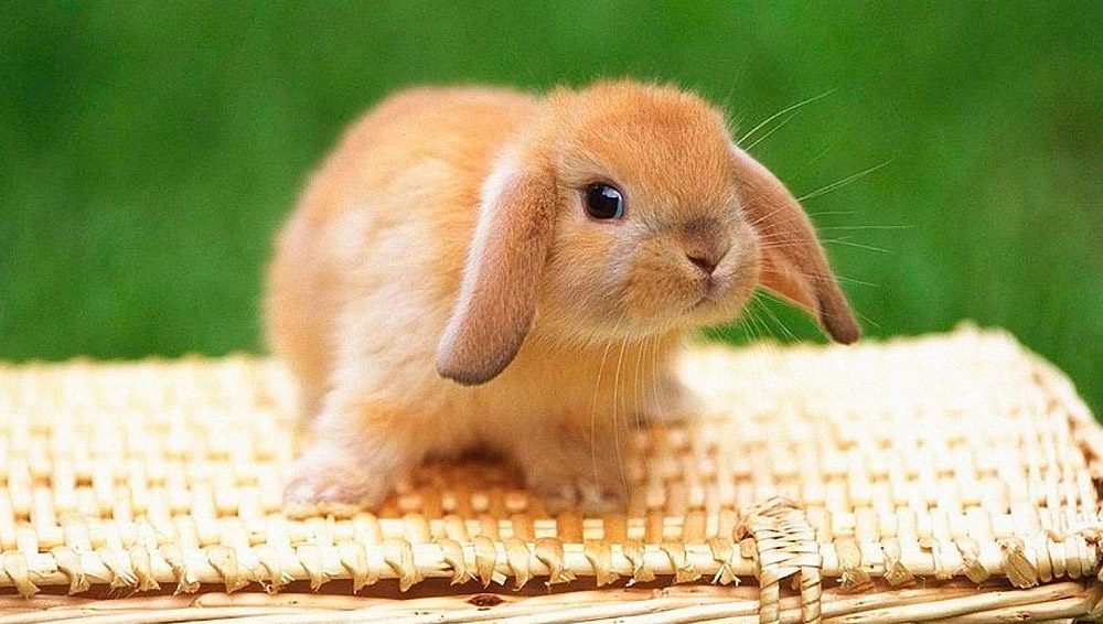 Conejito belier muy bonito